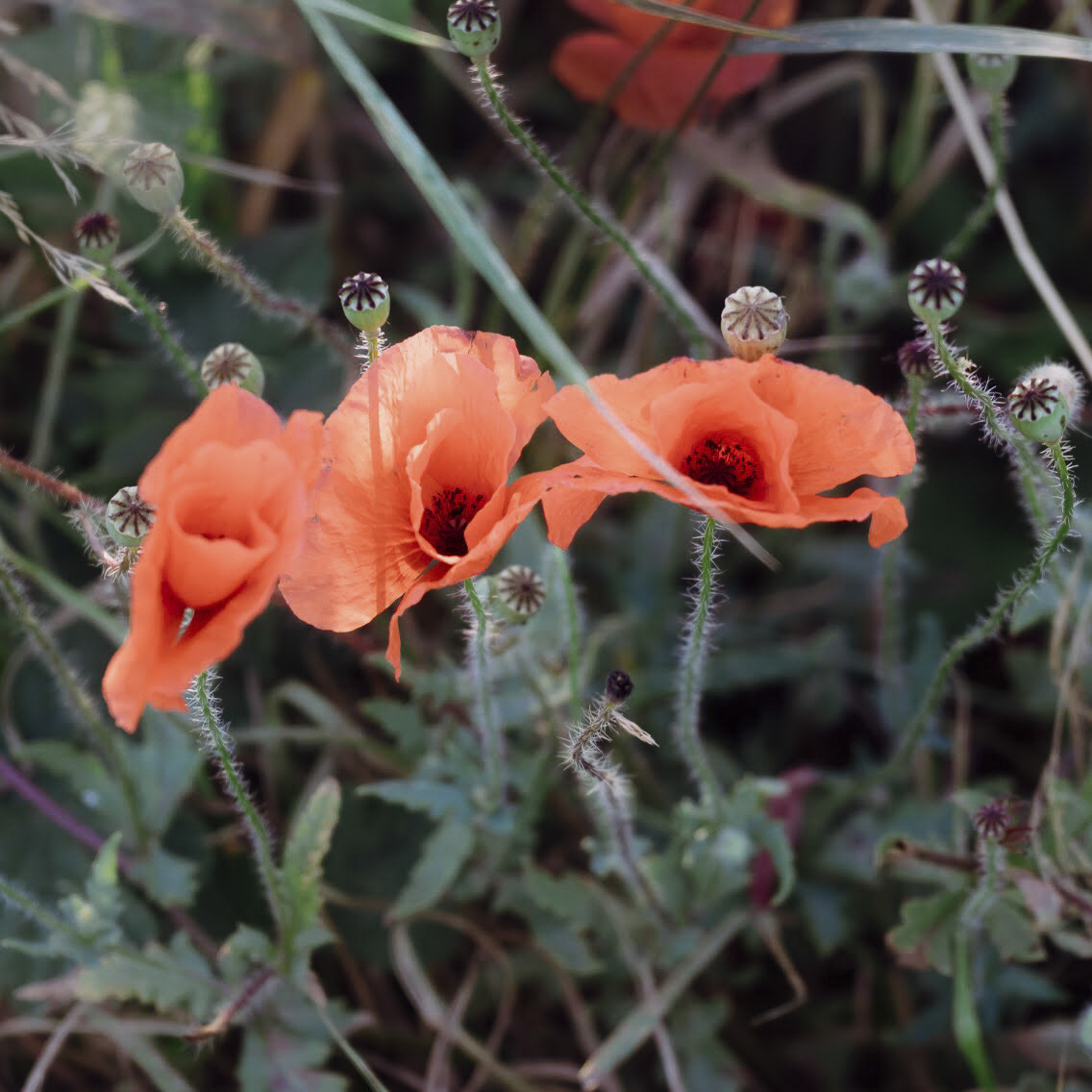 How Did The Poppy Become a Symbol of Remembrance?