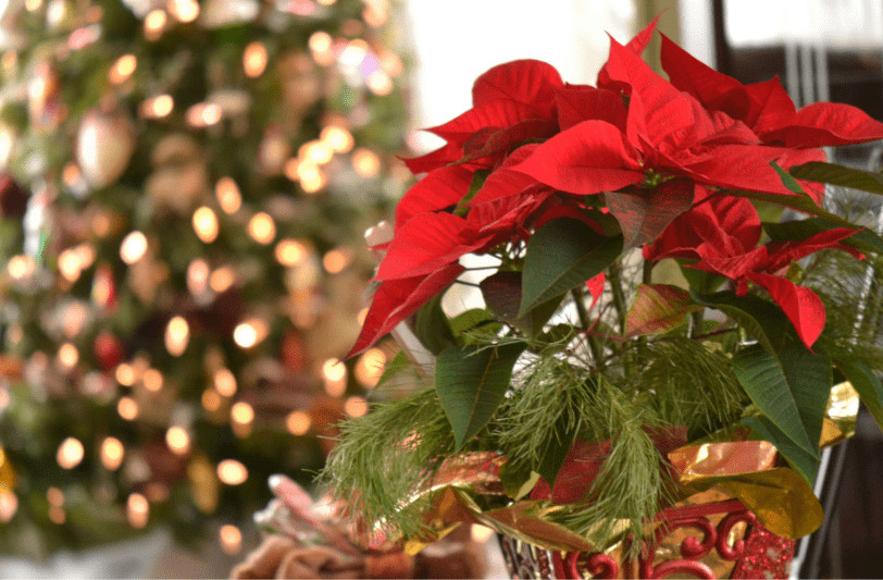 Why Are Poinsettias The Official Christmas Flower?