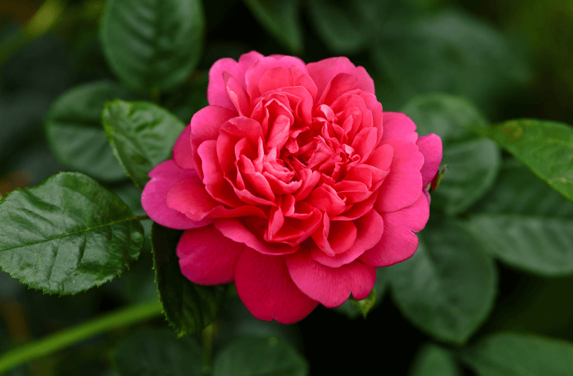 10 Flowers Named After the Royal Family & Why