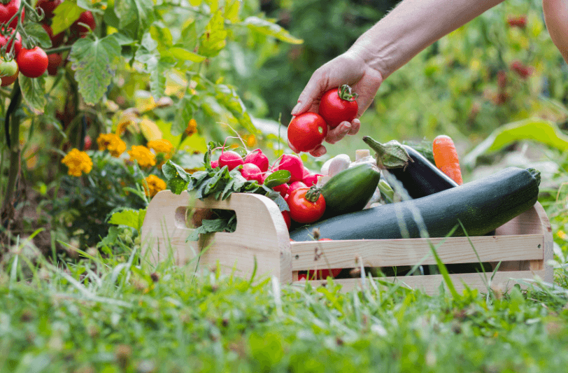 Your Ultimate Guide to Growing an Organic Garden