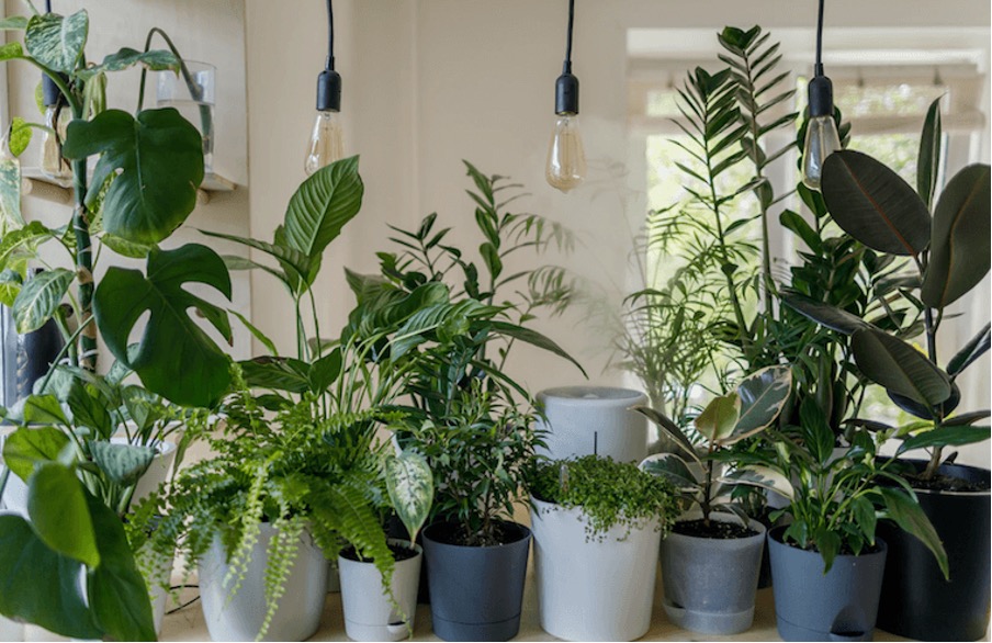 NASA Study Reveals Best Air-Cleaning Plants For Your Home