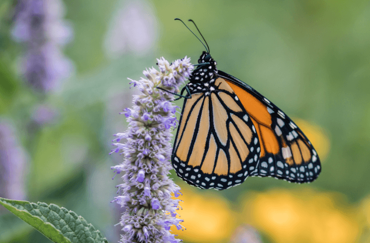 Protecting Insects with Wildflowers – Your Evergreen Guide