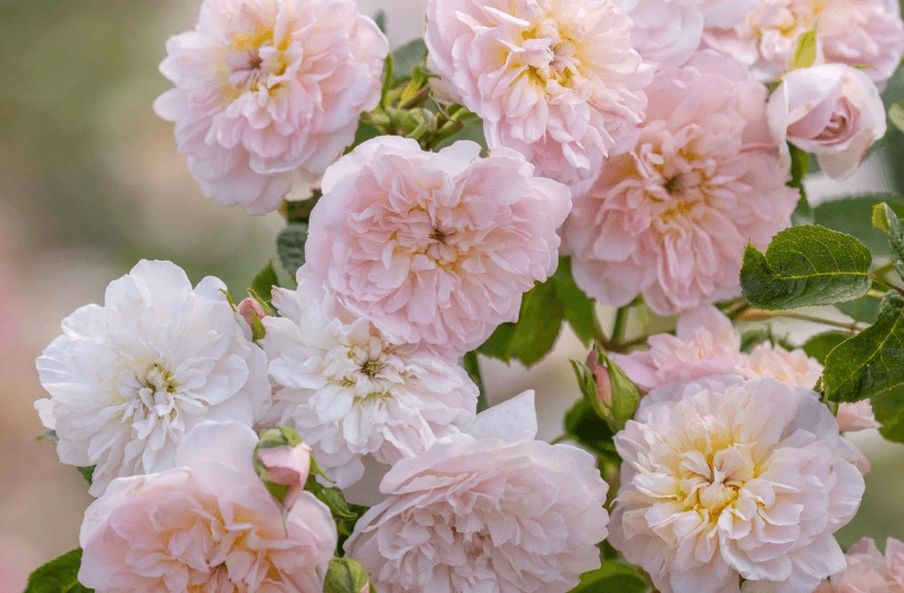 Queen’s Platinum Jubilee: New “Elizabeth Rose” By David Austin