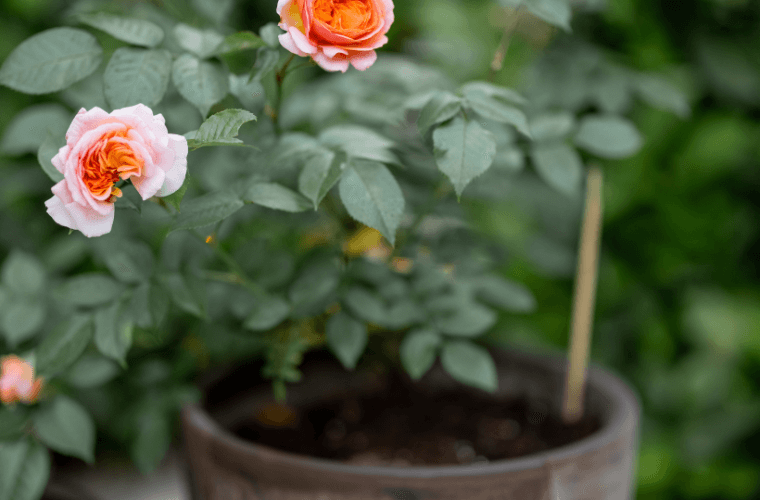 9 Mistakes Responsible for Roses Not Blooming