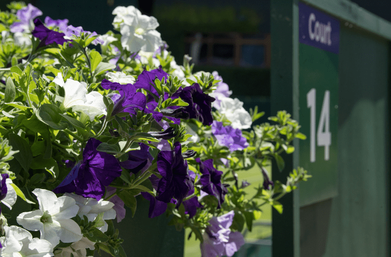 Blooming Champions: The Storied History and Floral Favourites of Wimbledon